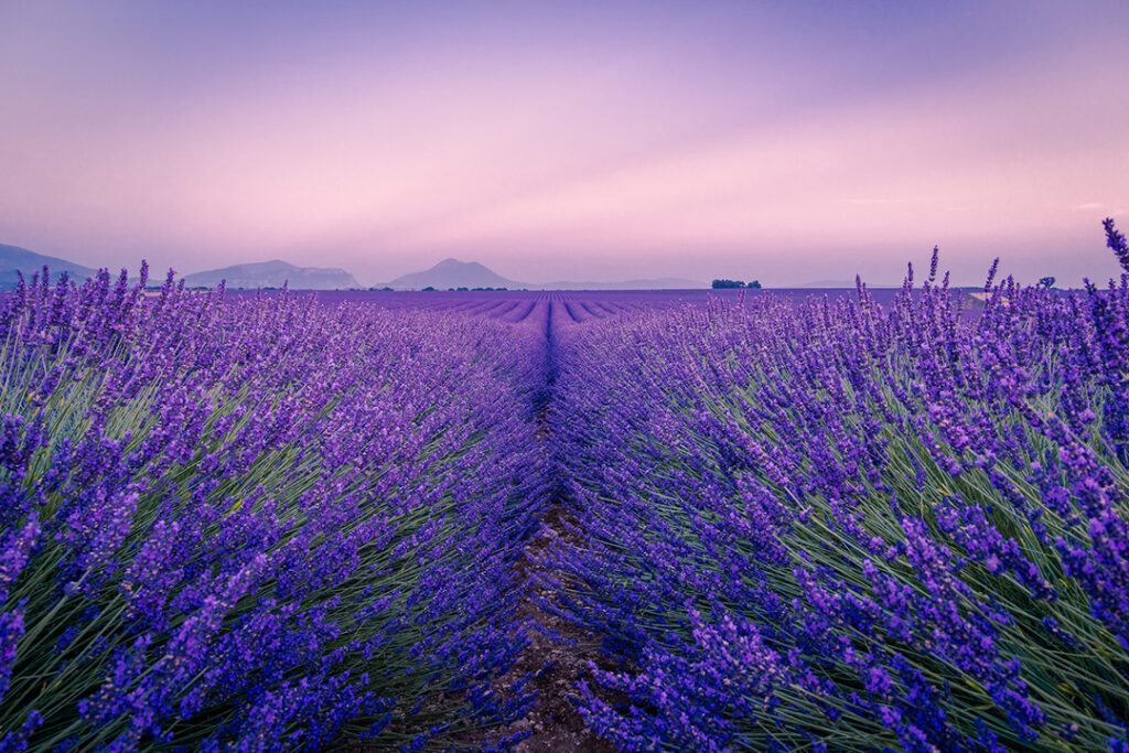 A field of lavender bushes extend towards a horizon line.
